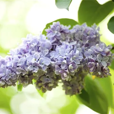 mit Ballen Höhe 200-250cm - Garten-Flieder - Schirmform - Syringa vulgaris Schirmform