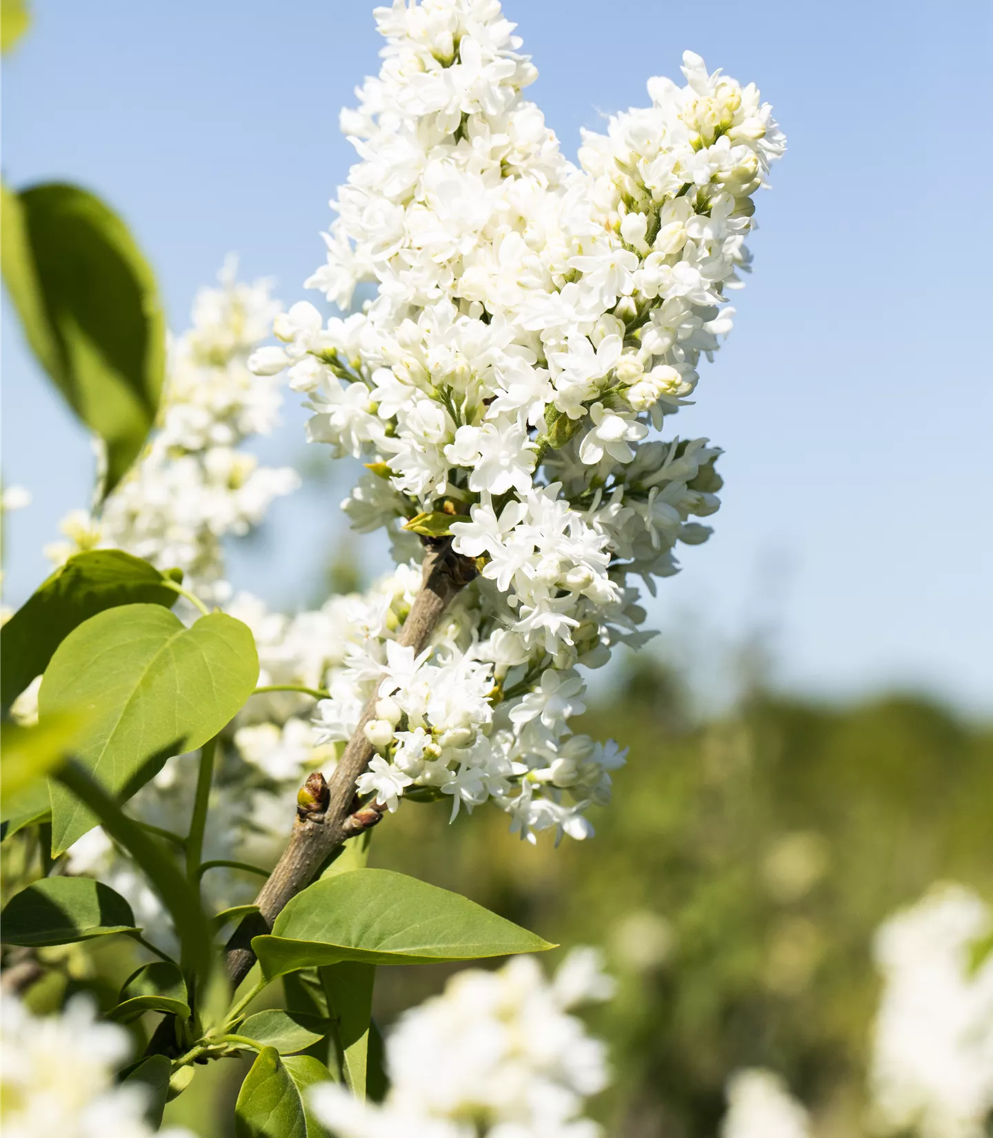 Syringa vulgaris 'Mme Lemoine'