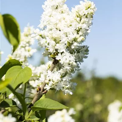 im Container 200 - 250 - Gewöhnlicher Flieder - Syringa vulgaris 'Mme Lemoine'