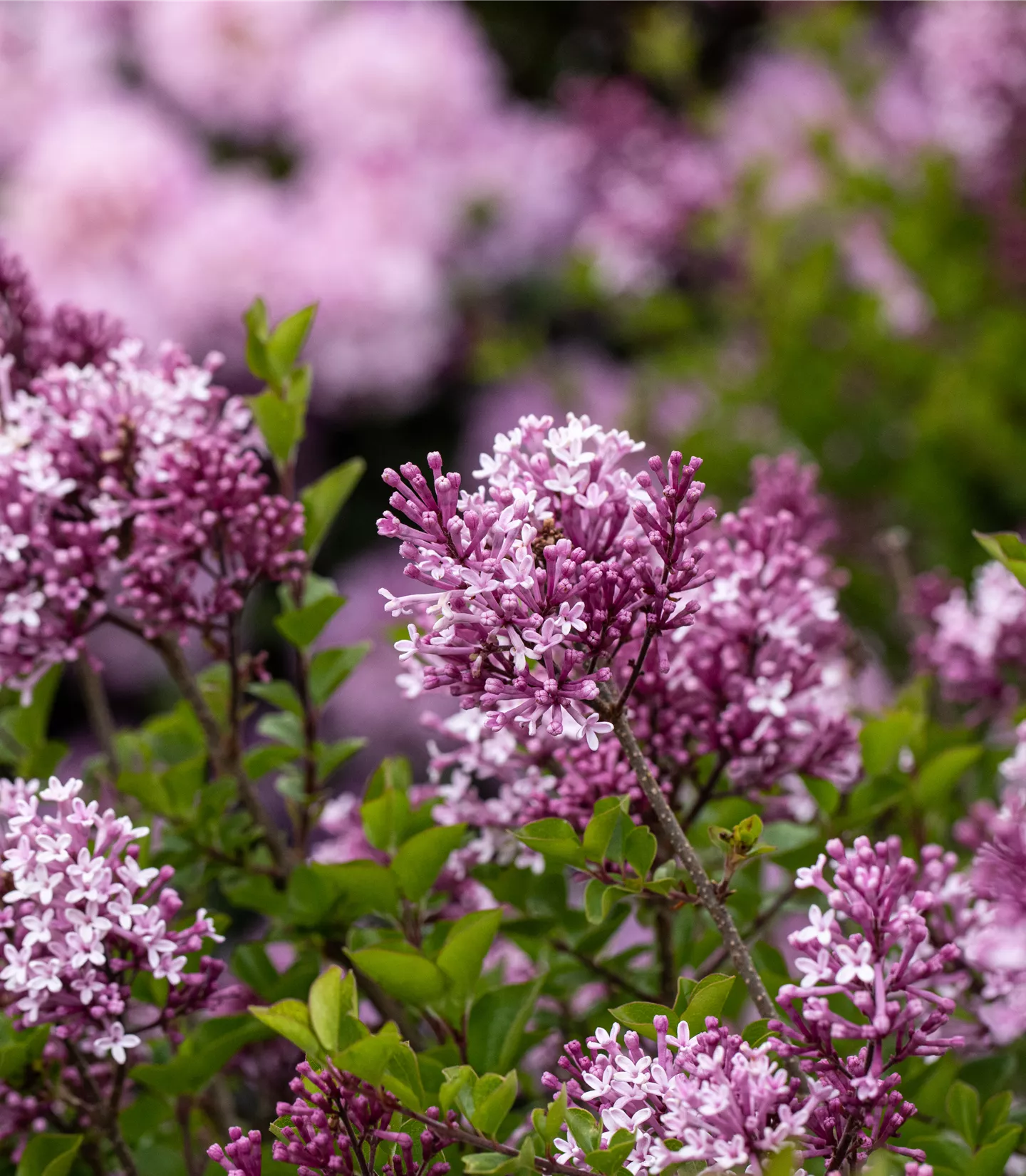 Syringa meyeri 'Palibin'