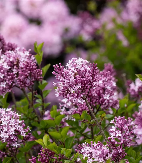 Syringa meyeri 'Palibin'