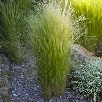 Topfgrösse 1 Liter - Federgras - Stipa tenuissima