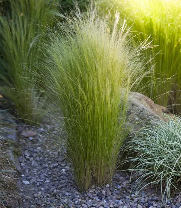 Stipa tenuissima