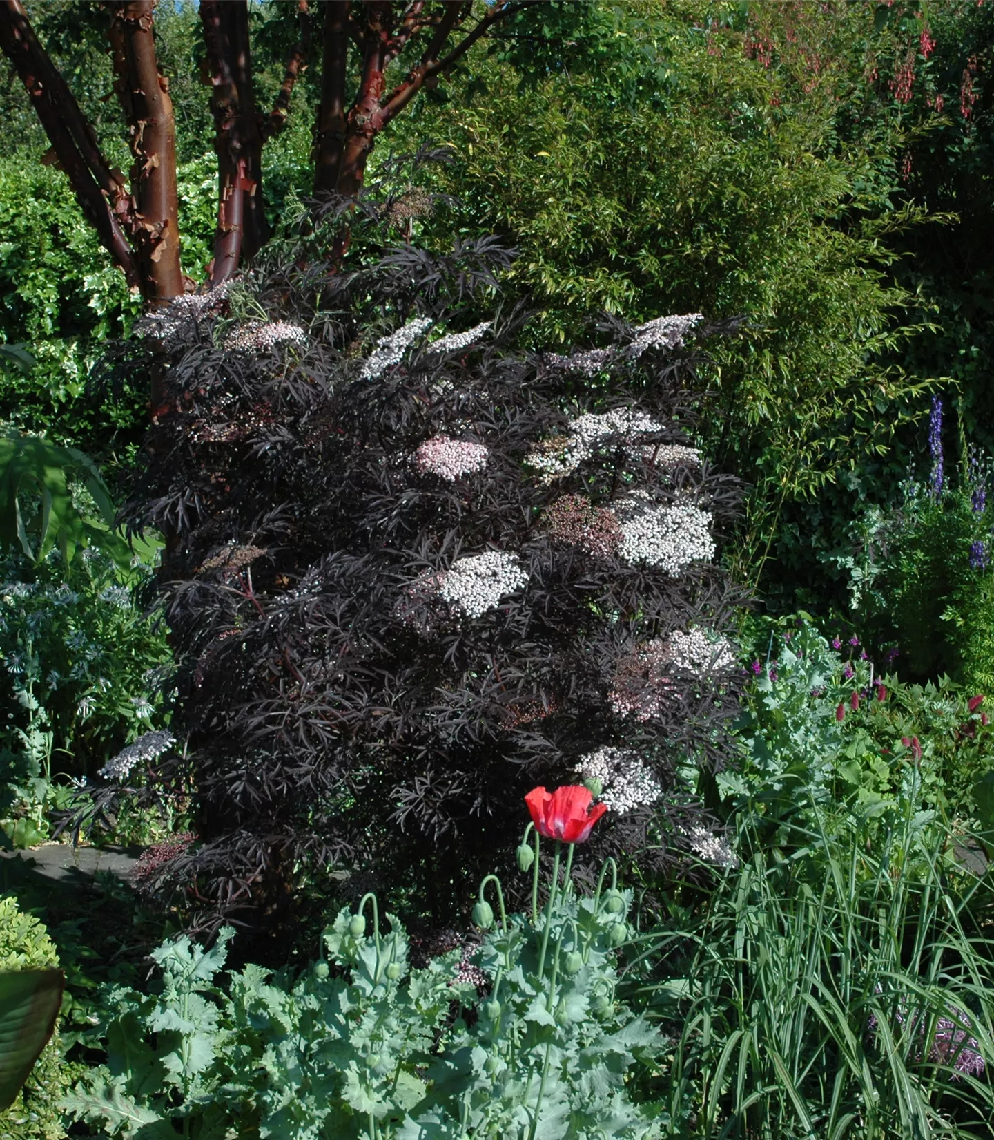 Sambucus nigra 'Black Lace'