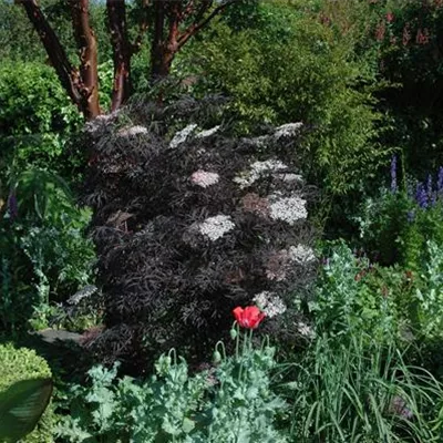 Container 70 - 80 - Schwarzer Holunder - Sambucus nigra 'Black Lace'