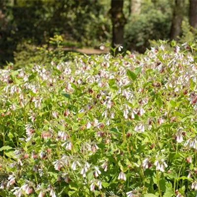 Topfgrösse 1 Liter - Gemeine Wallwurz, Beinwell - Symphytum officinale