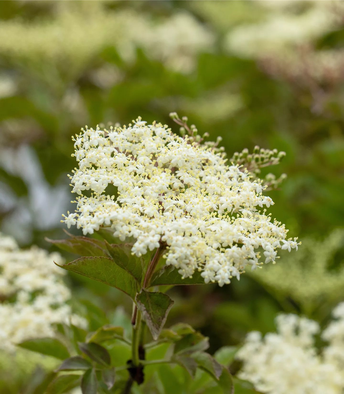 Sambucus nigra 'Haschberg'