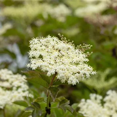 Container 70 - 80 - Schwarzer Holunder - Sambucus nigra 'Haschberg'