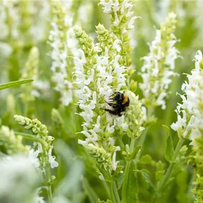 Topfgrösse 0.5 Liter - Salbei - Salvia nemorosa 'Schneehügel'