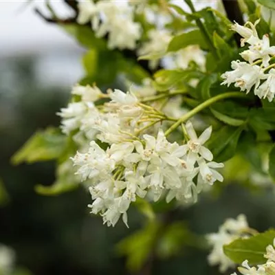 Container 70 - 80 - Pimpernuss - Staphylea colchica