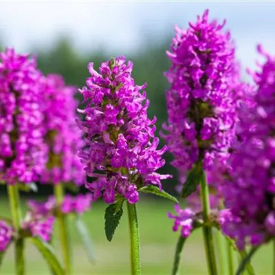 Topfgrösse 0.5 Liter - Ziest - Stachys monieri 'Hummelo'