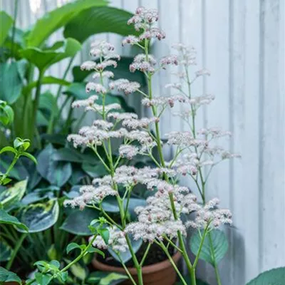 Topfgrösse 1 Liter - Schaublatt - Rodgersia aesculifolia