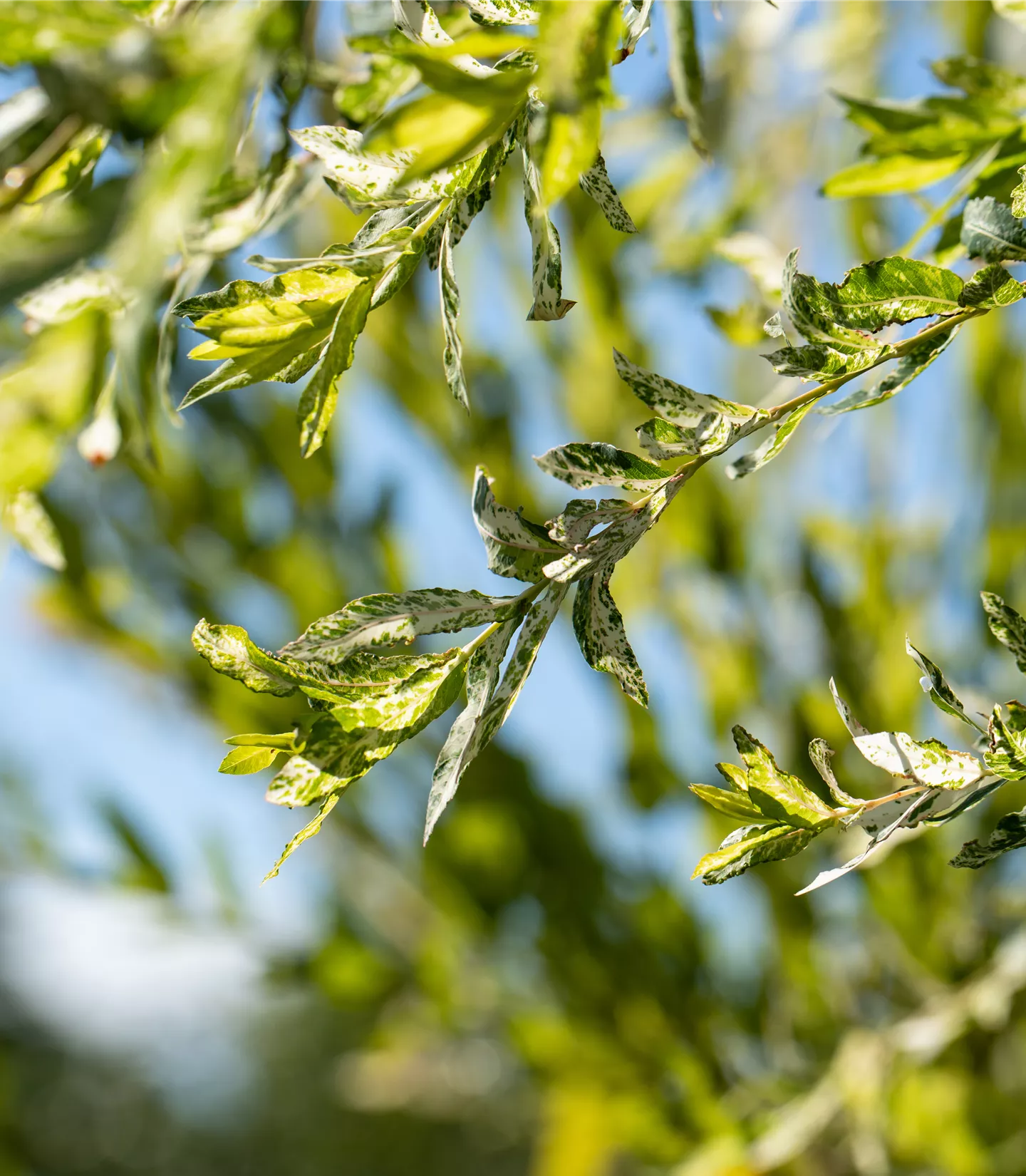 Salix integra 'Hakuro-nishiki'