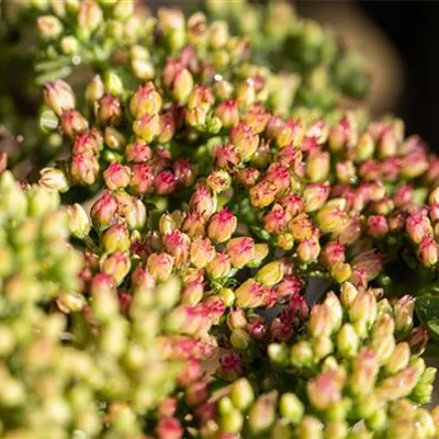 Topfgrösse 0.5 Liter - Fetthenne - Sedum 'Herbstfreude'