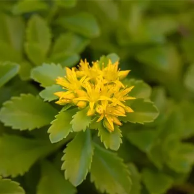 Topfgrösse 0.5 Liter - Fettblatt, Fetthenne - Sedum floriferum 'Weihenstephaner Gold'