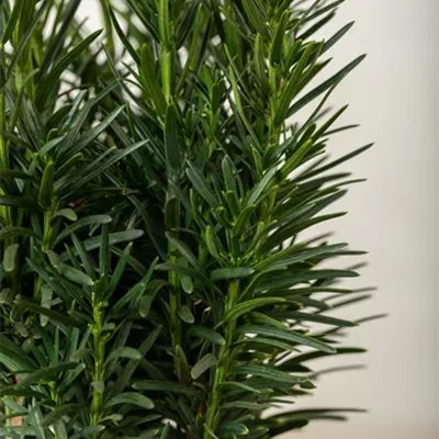 Container 60 - 70 - Säuleneibe - Taxus baccata 'Fastigiata Robusta'