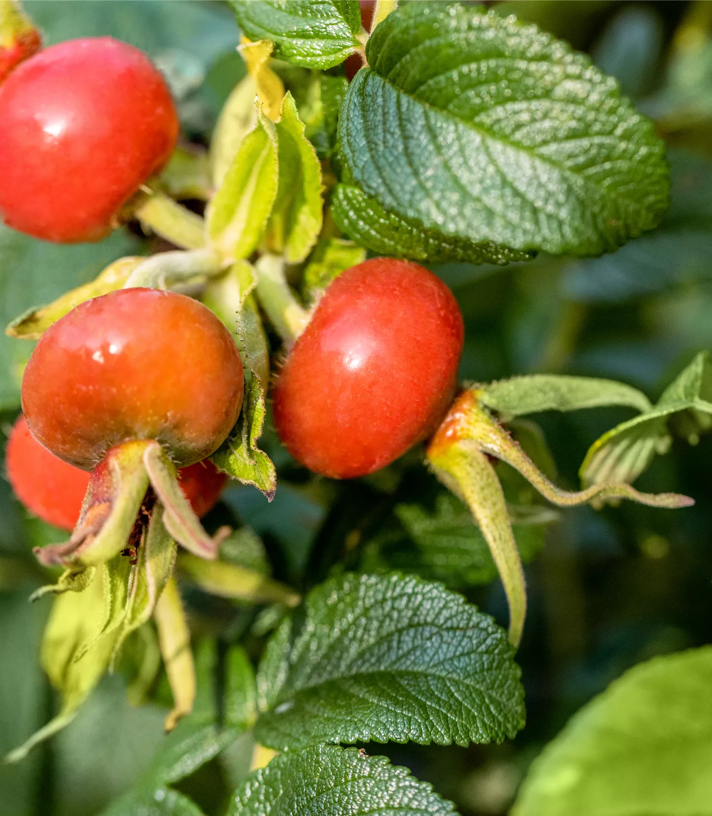 Rosa rugosa 'Alba'