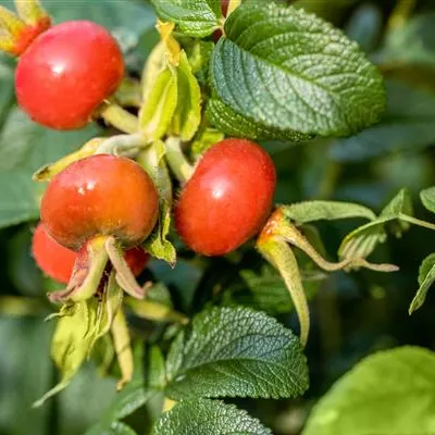 im Container - Strauchrose - Rosa rugosa 'Alba'