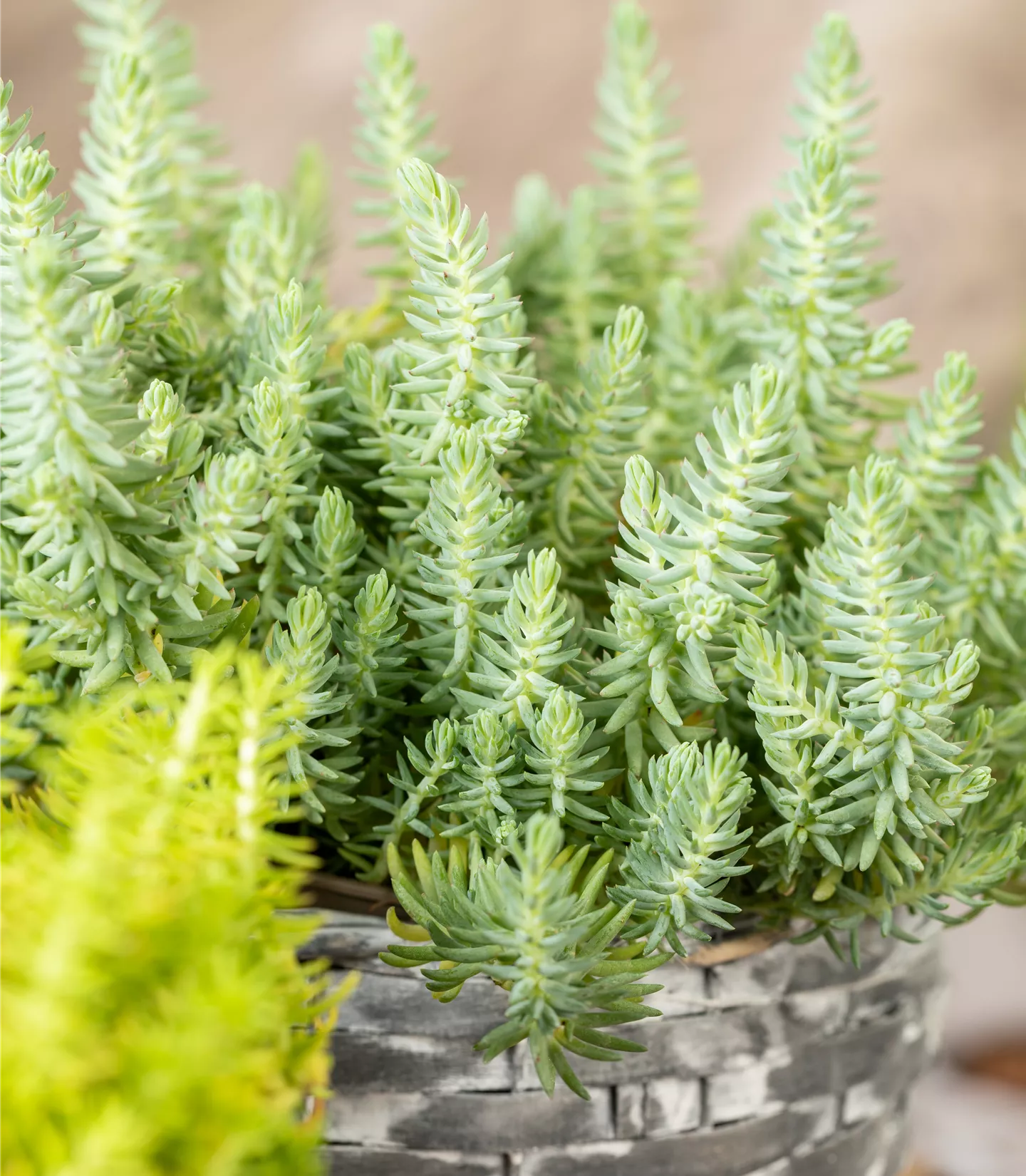 Sedum reflexum