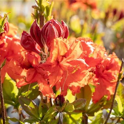 Container 50 - 60 - Rhododendron, Azalee - Rhododendron (Knaphill-Azalee) 'Gibraltar'