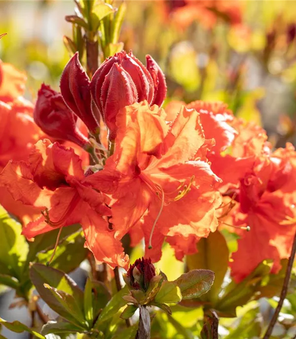 Rhododendron (Knaphill-Azalee) 'Gibraltar'