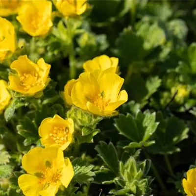 Topfgrösse 0.5 Liter - Fingerkraut - Potentilla megalantha