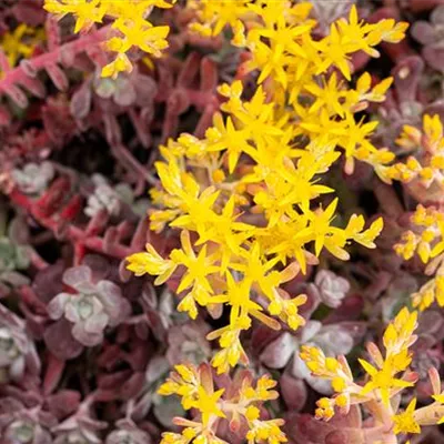 Topfgrösse 0.5 Liter - Fettblatt, Fetthenne - Sedum spathulifolium 'Purpureum'