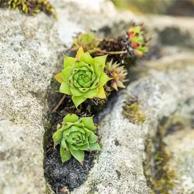 Topfgrösse 0.5 Liter - Gemeine Hauswurz, Dachwurz - Sempervivum tectorum