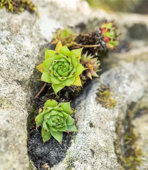 Sempervivum tectorum