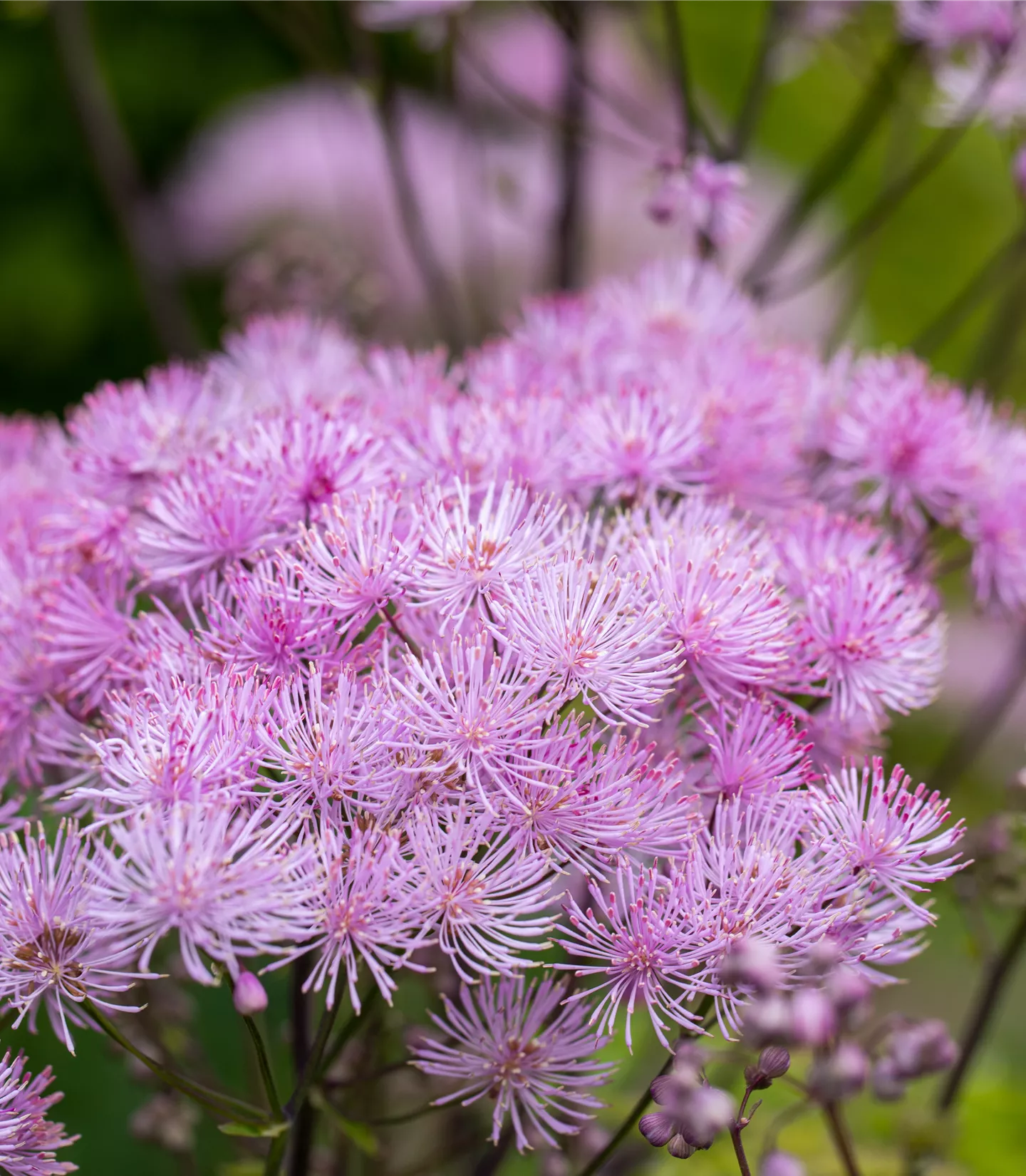 Thalictrum aquilegifolium