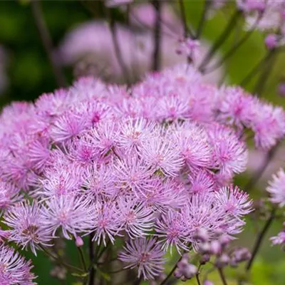 Topfgrösse 1 Liter - Akeleiblättrige Wiesenraute - Thalictrum aquilegifolium