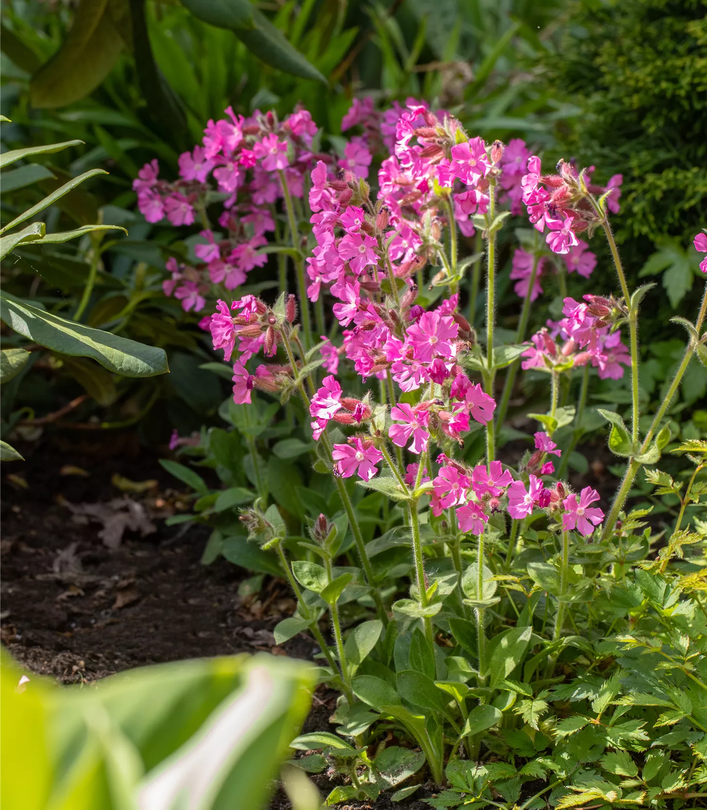 Silene dioica