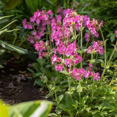 Topfgrösse 1 Liter - Rote Waldnelke, Lichtnelke - Silene dioica