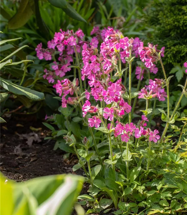 Silene dioica