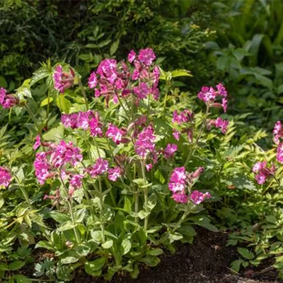 Topfgrösse 1 Liter - Silene dioica CH-Oekotyp