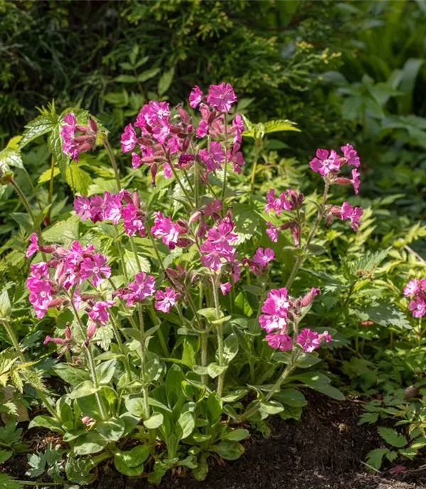 Silene dioica CH-Oekotyp