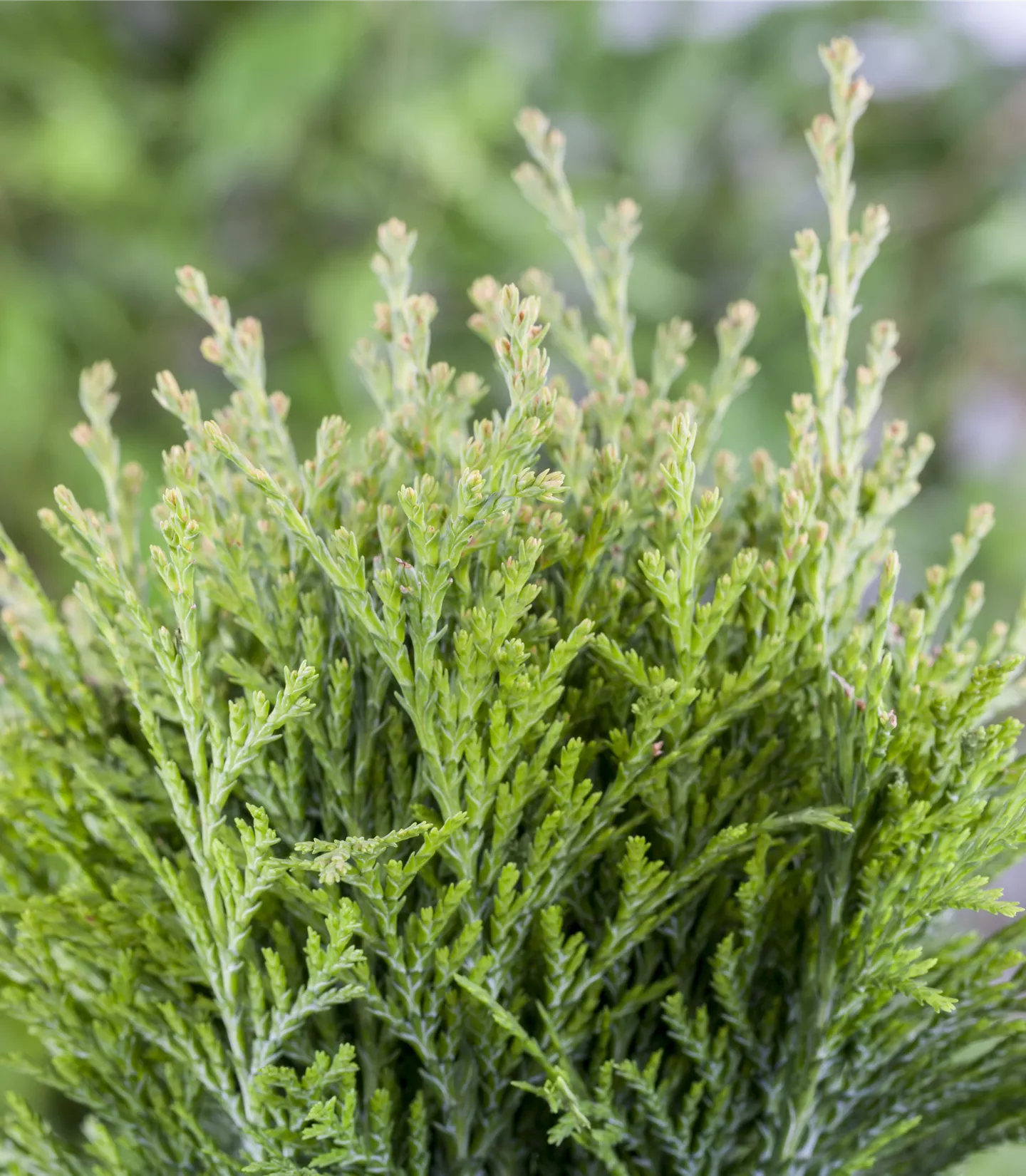 Thuja occidentalis 'Danica'