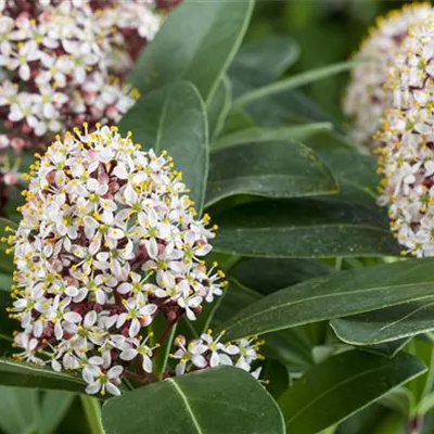 im Container 25 - 30 - Skimmie - Skimmia japonica