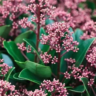 im Container Höhe 20-25cm - Japanische Blütenskimmie 'Rubella' - Skimmia japonica 'Rubella'