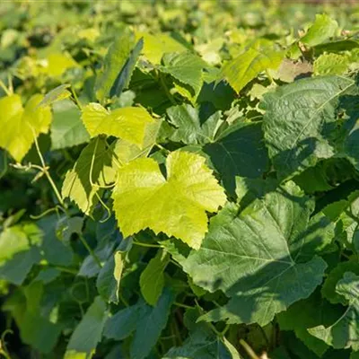 Topfgrösse 4 Liter - Vitis (Hybridrebe) 'Romulus Seedless'