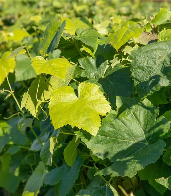 Vitis (Hybridrebe) 'Romulus Seedless'