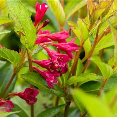 Container 70 - 80 - Weigelie - Weigela 'Bristol Ruby'