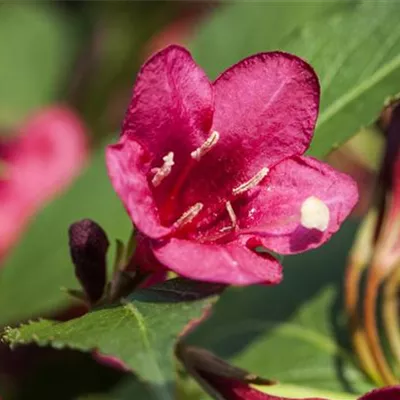 Container 50 - 60 - Weigelie - Weigela 'Red Prince'