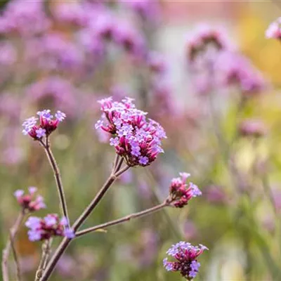 Topfgrösse 1 Liter - Verbena bonariensis 'Lollipop'