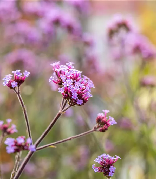 Verbena bonariensis 'Lollipop'