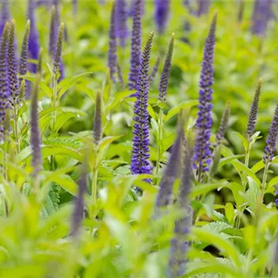 Topfgrösse 1 Liter - Langblättriger Ehrenpreis - Veronica longifolia 'Blauriesin'