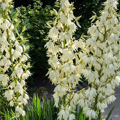 Topfgrösse 3 Liter - Palmlilie - Yucca filamentosa