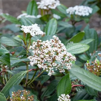 im Container 30 - 40 - Schneeball - Viburnum davidii