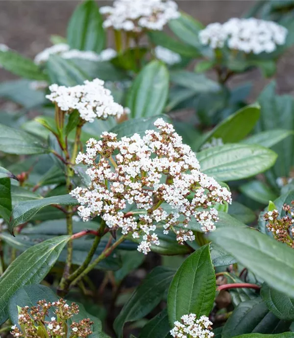 Viburnum davidii