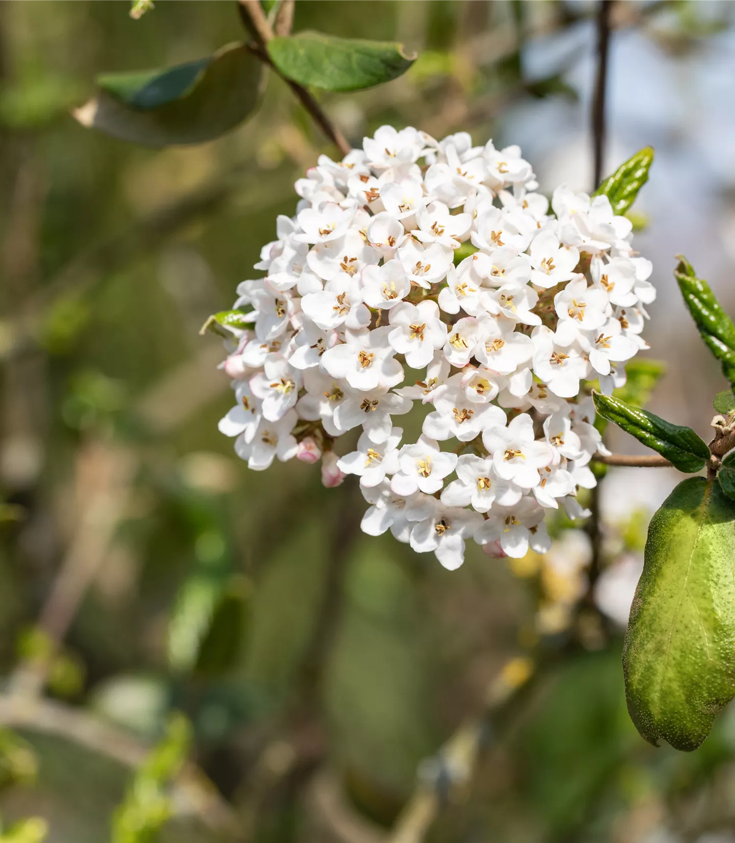 Viburnum burkwoodii (x)